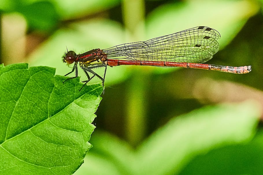 dragonfly, nature, insect, close, macro, animals, pond, creature HD wallpaper