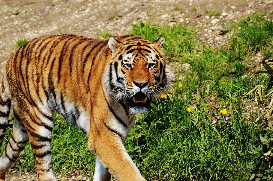 adult tiger walking near grass during daytime, predator, fur HD wallpaper