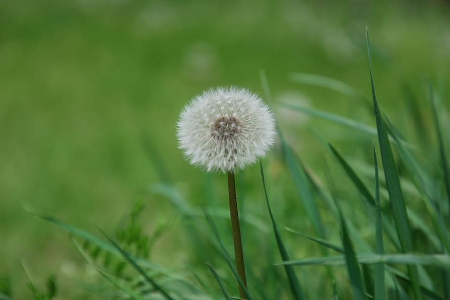 Obsession, Flowers, Pool, Seeds, Plants, nature, feel, dandelion HD wallpaper