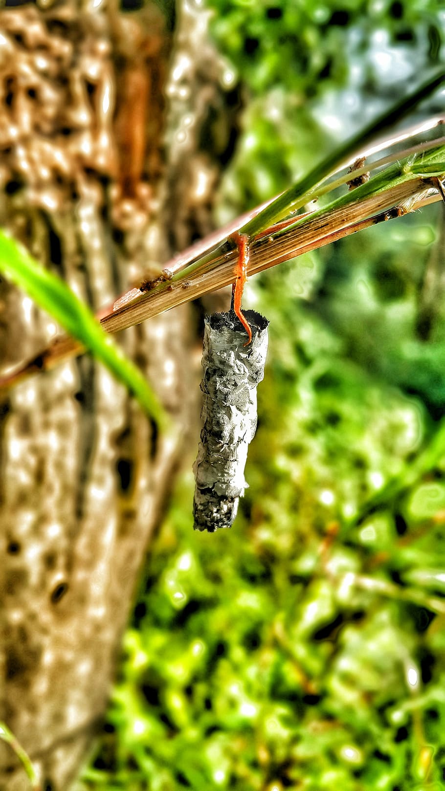cocoon, insects, butterfly, nature, leaves, colour, grass, cigrette HD wallpaper