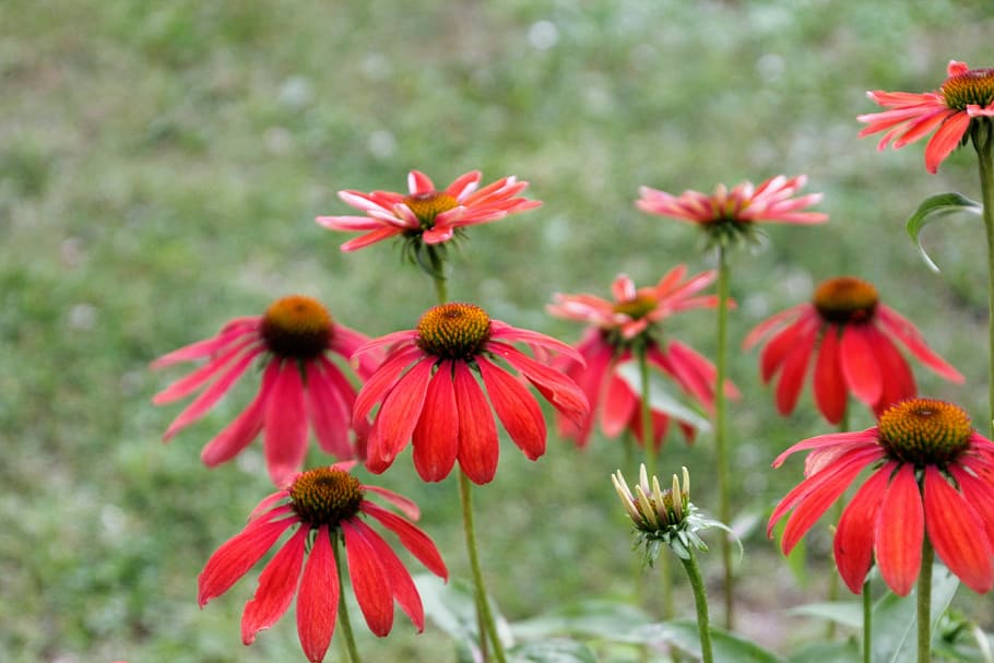 Flower, Garden, Blossom, Bloom, Close, red, gerbera, nature HD wallpaper