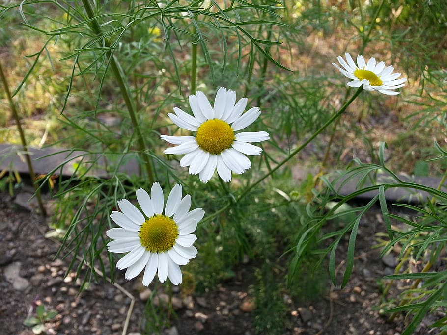 Flowers, Chamomile, Petals, White, Sunny, macro, fragility HD wallpaper