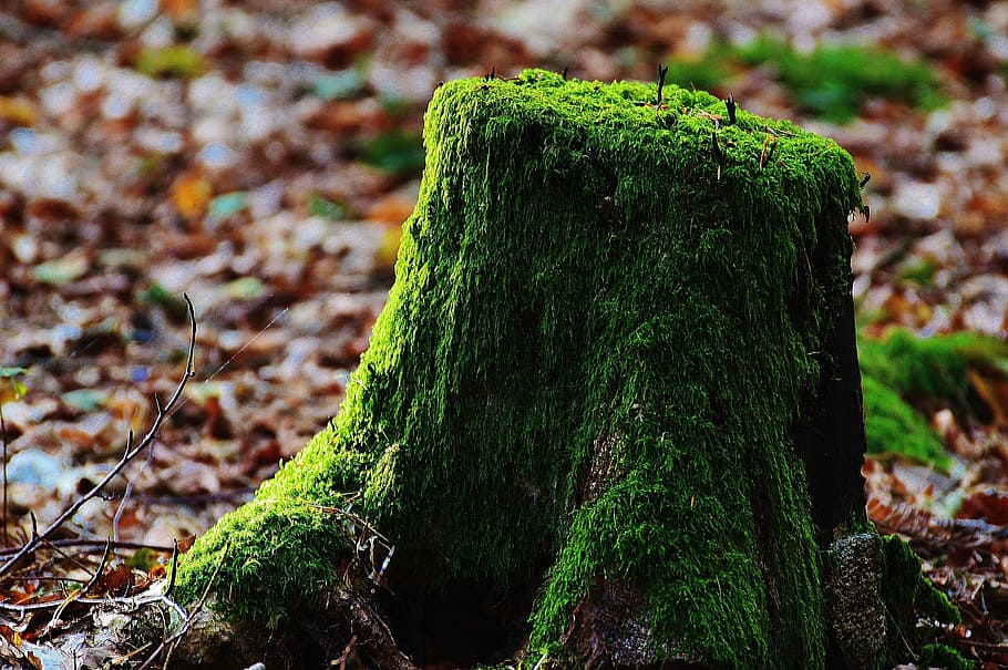 brown wooden stamp with green moss, tree stump, forest, nature HD wallpaper