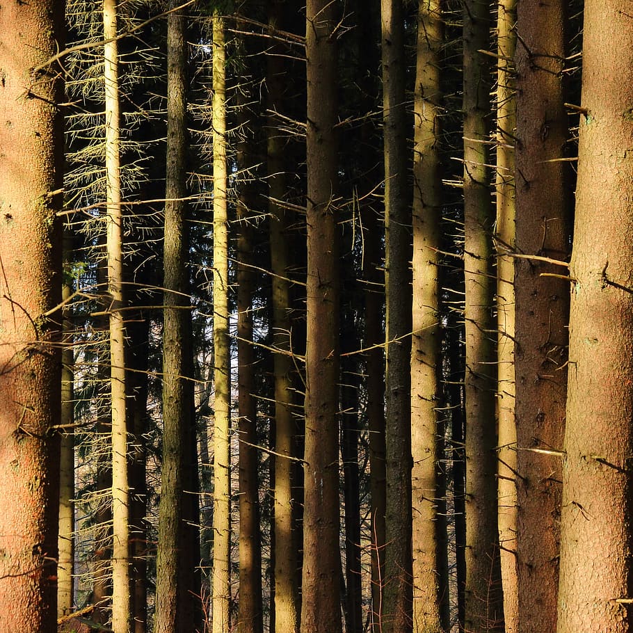 forest, trees, tree trunks, coniferous forest, conifers, sunlight HD wallpaper