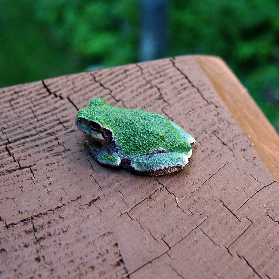 deck, tree frog, minnesota, one animal, animal themes, animal wildlife HD wallpaper