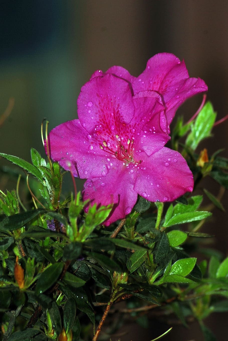 flowers, nature, flora, plant, beauty in nature, flowering plant HD wallpaper