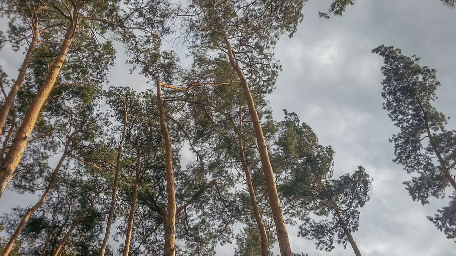 sky, tree, canopy, needles, scenery, plant, low angle view HD wallpaper