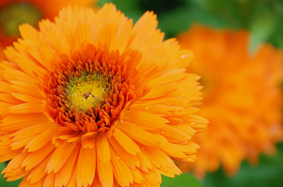 selective focus photography of orange petaled flower, marigold, HD wallpaper