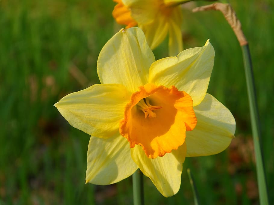 Narcis, Spring, Flower, Bloom, Nature, color, petal, flower head HD wallpaper