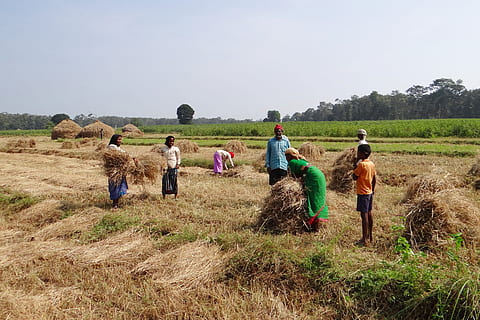 Paddy, Harvest, Hay, Stack, Workers, paddy harvest, hay stack HD wallpaper