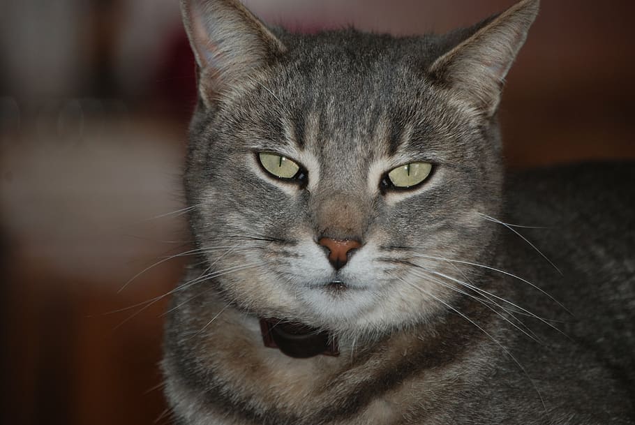 animals, cat, look, pet, domestic feline, pets, domestic Cat HD wallpaper