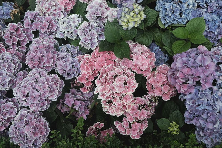 flower lot, blooming purple-and-pink flowers, garden, hydrangea HD wallpaper