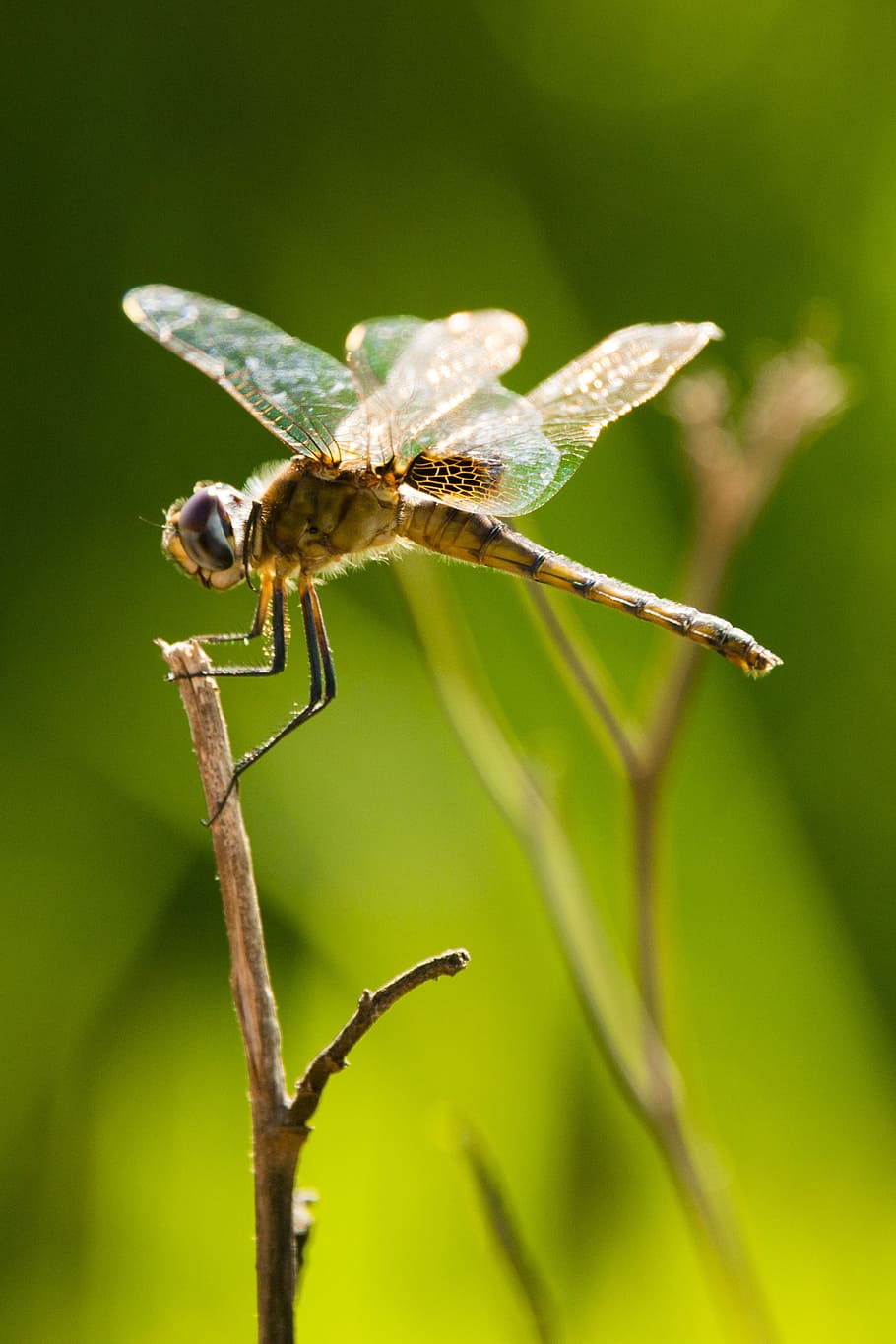 dragonfly, insect, wings, nature, african, invertebrate, animals in the wild HD wallpaper