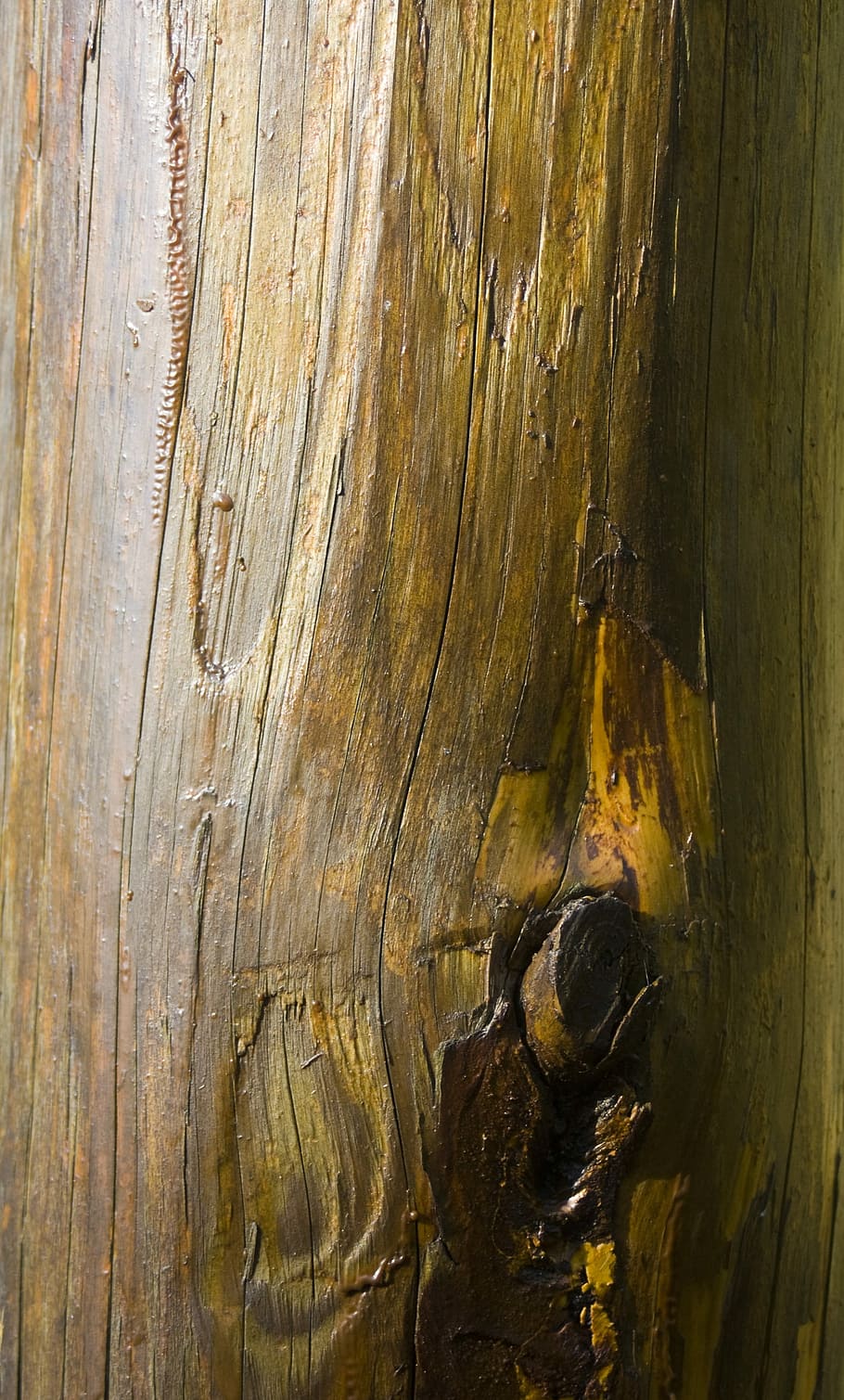 Log, Smooth, Wood, Texture, Structure, background, bulletin board HD wallpaper