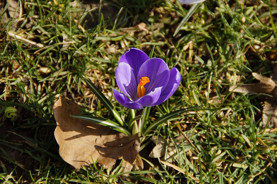 crocus, spring, purple, lonely, splash of color, early bloomer HD wallpaper