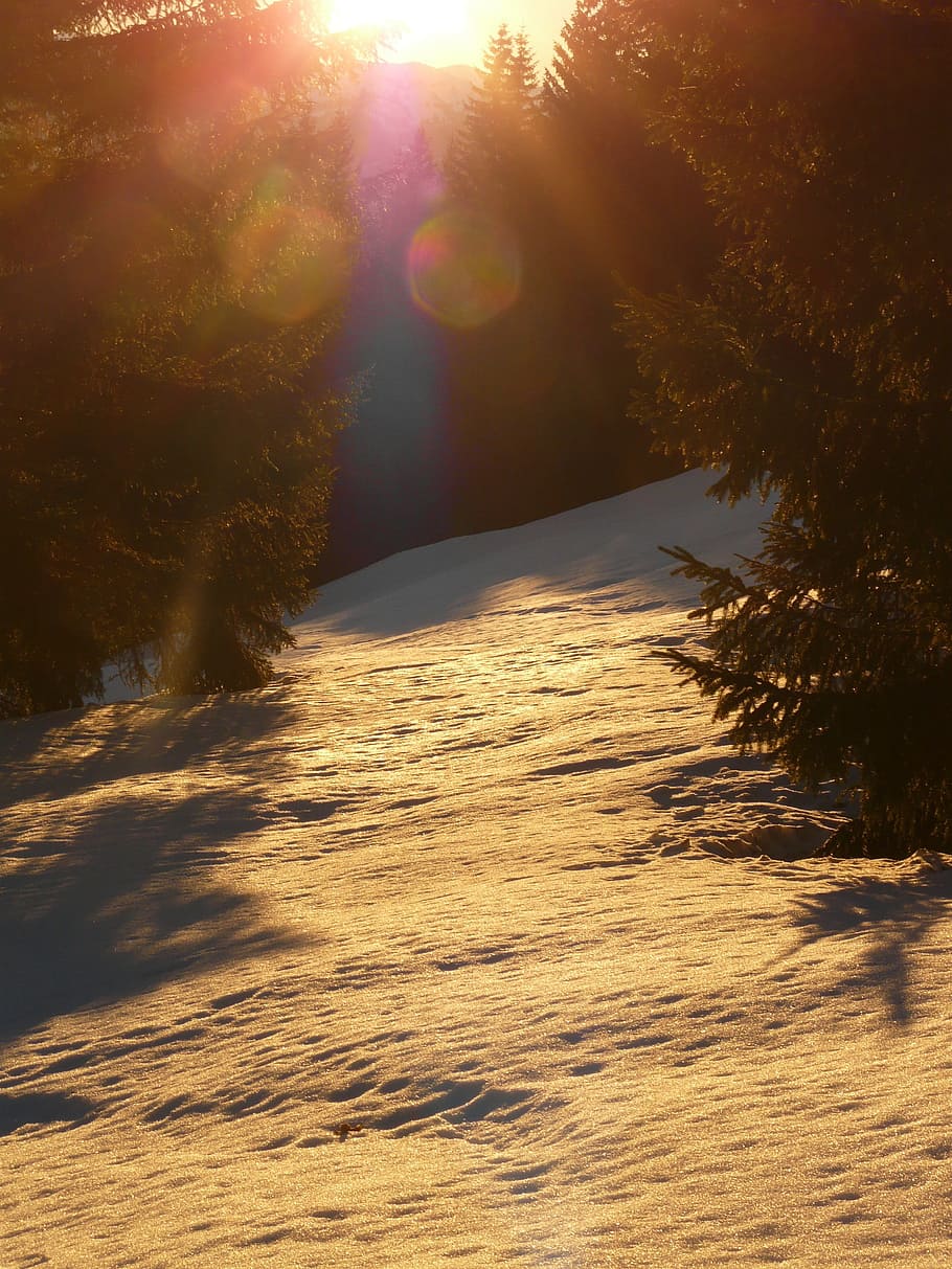 Snow, Winter, Wintry, Back Light, Golden, sun, tree, forest HD wallpaper