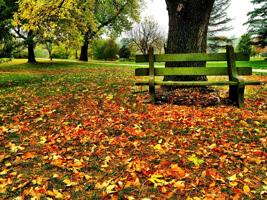 Fall, Leaves, park bench, fall leaves, autumn, leaf, tree, change HD wallpaper