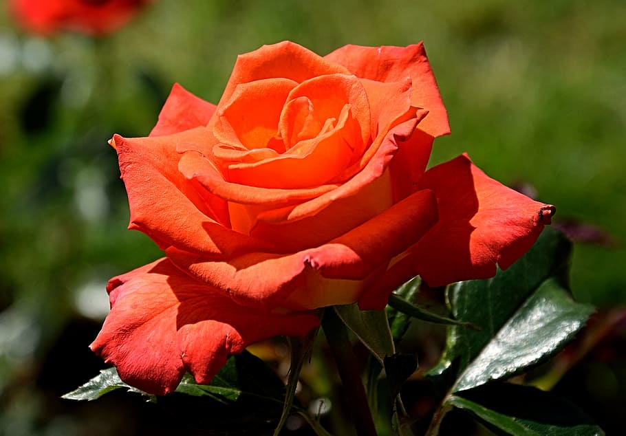 closeup photo of red rose flower, blossom, bloom, nature, rose - Flower HD wallpaper