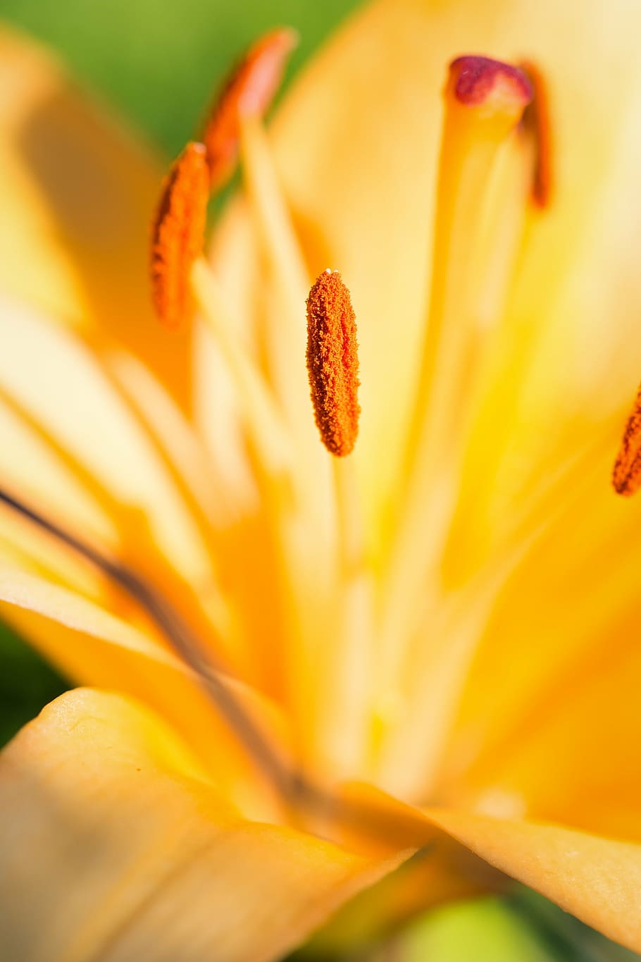 lily, blossom, bloom, yellow flower, pistil, pollen, close, HD wallpaper