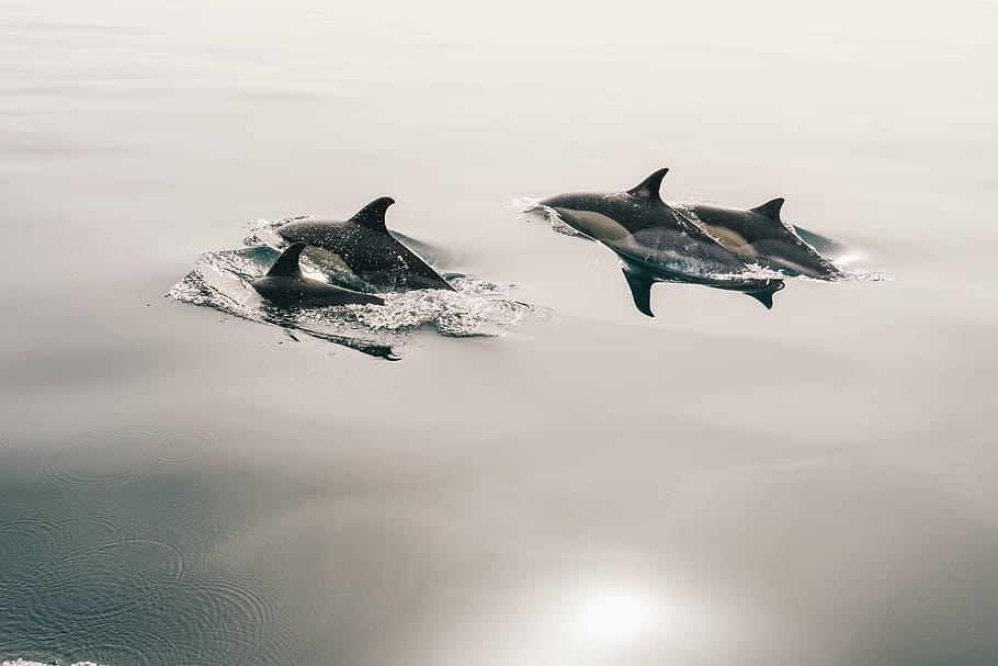 killer whales in body of water, dolphins, jumping, glassy, smooth HD wallpaper