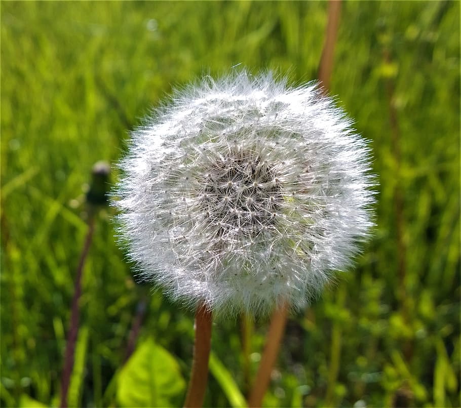 dandelion, weeds, seedpod, garden, summer, plant, plants, flower HD wallpaper