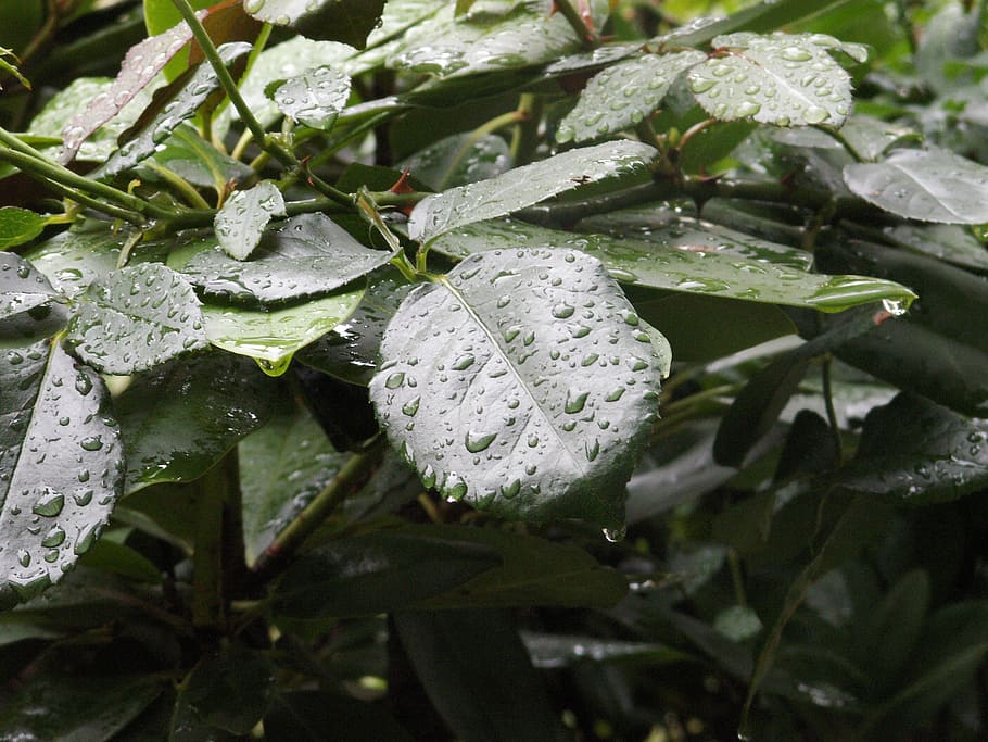 leaves, rain, nature, leaf, plant part, water, drop, growth HD wallpaper