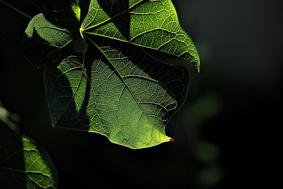 shadow, green, exit, tecture, light, nature, plant part, leaf HD wallpaper