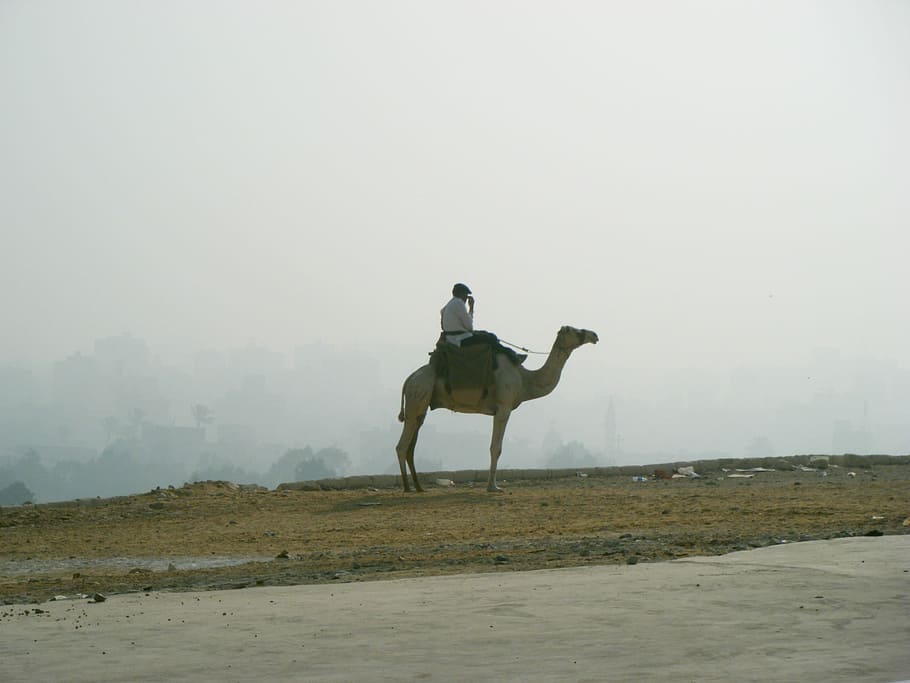 Powder, Sand, Camel, Lonely, one animal, outdoors, domestic animals HD wallpaper