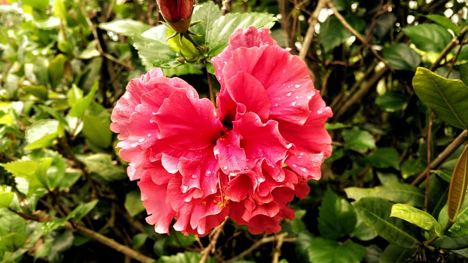 flower, dew, pink, nectar, water drops, beauty in nature, flowering plant HD wallpaper