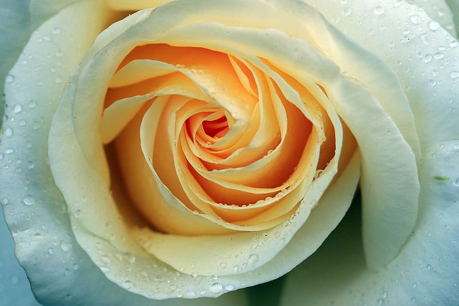 close-up photography of white rose, rosa, cream, tea, rose petals HD wallpaper