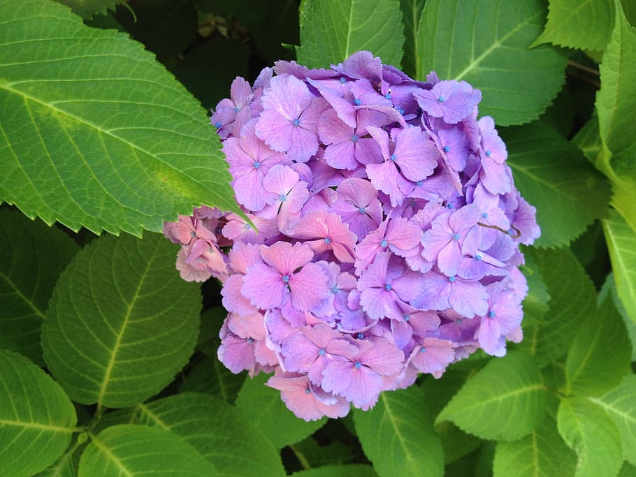 hydrangea, flower, green, nature, leaf, plant, summer, green Color HD wallpaper