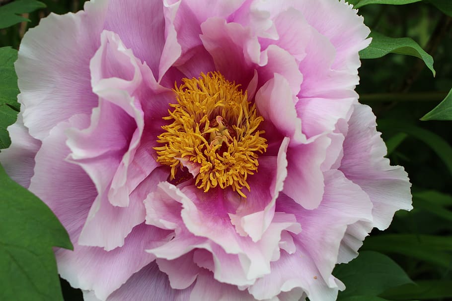flower, spring, bloom, flowers, pink, garden, nature, plant HD wallpaper
