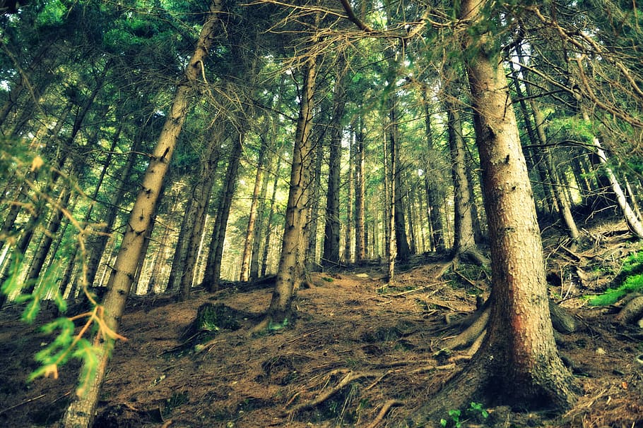 Landscape, Forest, Nature, tree, tree trunk, scenics, outdoors HD wallpaper