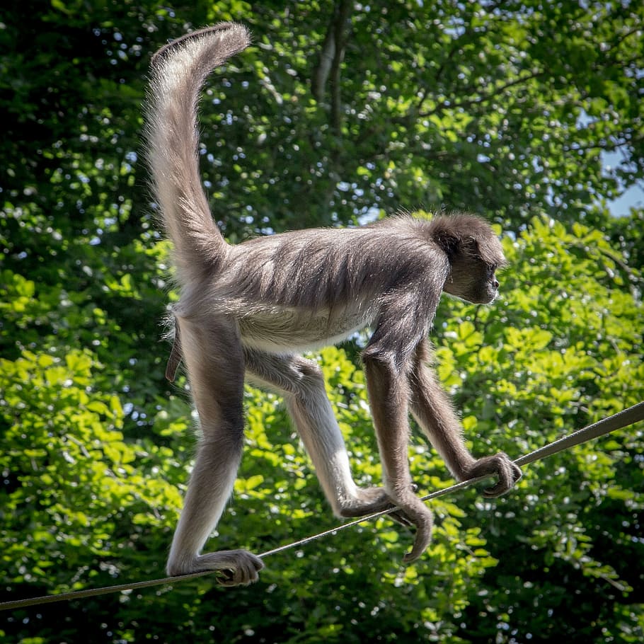 spider monkey, ape, wildlife, animal, mammal, primate, zoo HD wallpaper