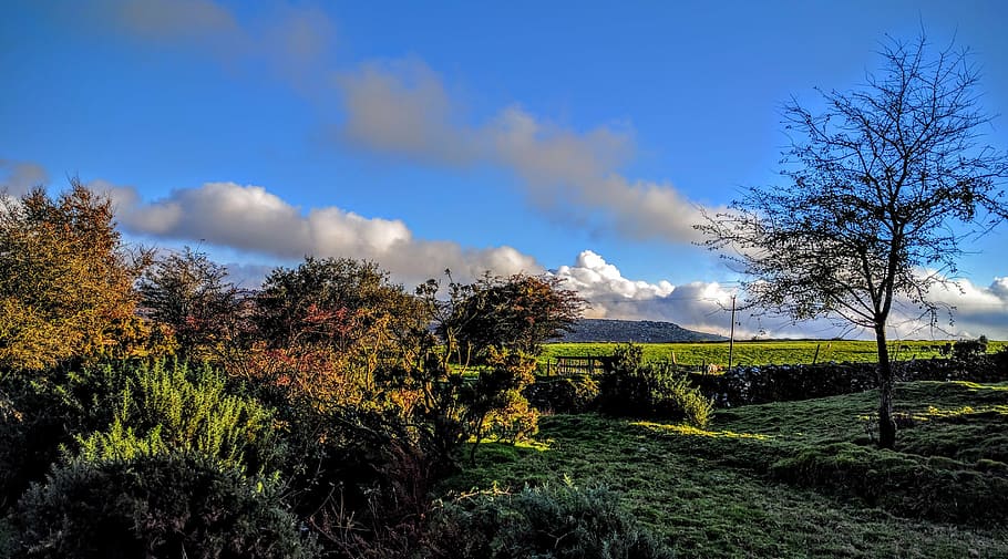 trees, countryside, landscape, clouds, cornwall, moors, sky HD wallpaper