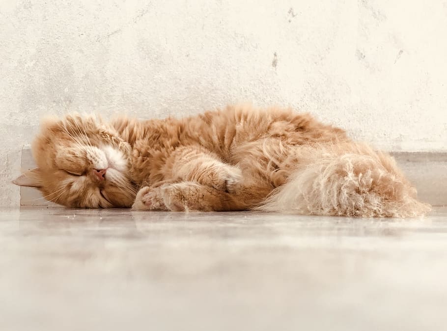 sleeping, cat, animal, pet, cute, mammal, animal themes, feline HD wallpaper