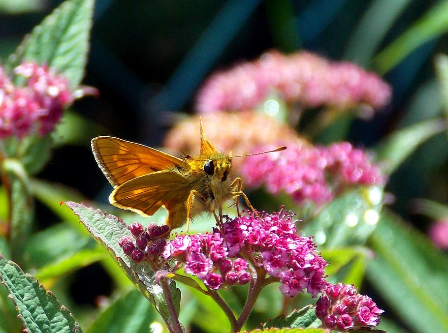 skipper, butterfly, insect, flight insect, animal world, fauna HD wallpaper