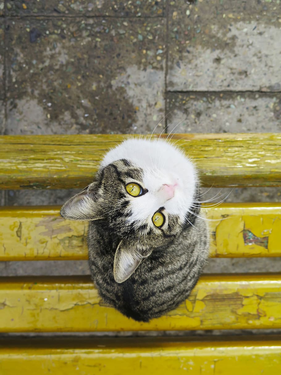 brown Tabby cat on yellow wooden bench, short-coated gray and white cat sitting on yellow wooden plank