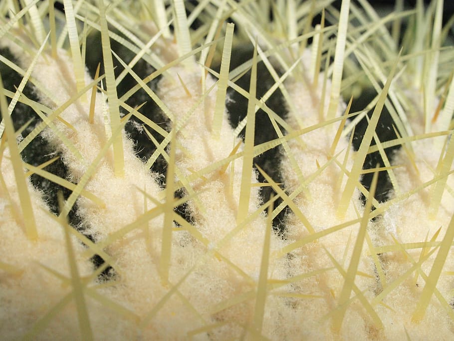 Cactus, Thorns, Close, Prickly, Spur, full frame, backgrounds HD wallpaper