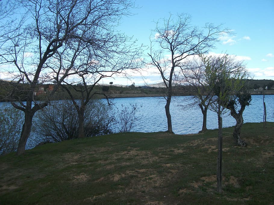 marsh, river, water, trees, clouds, branches, plant, sky, tranquility HD wallpaper
