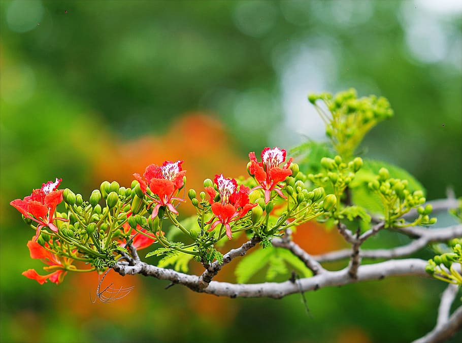 Red Flowers in Tree Photography, bloom, blooming, blossom, blur HD wallpaper