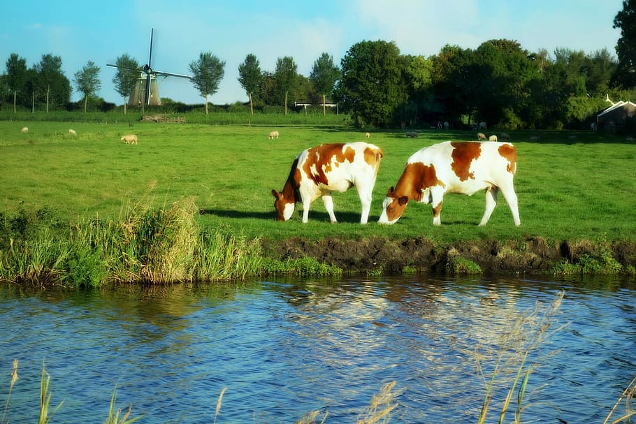 Holland, Landscape, Windmill, Cows, grass, polder, dutch cows HD wallpaper