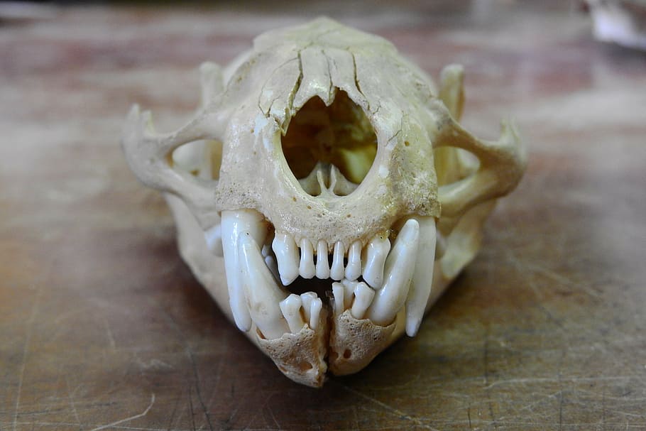 skull, front teeth, feline, beast, bone, animal body part, close-up HD wallpaper