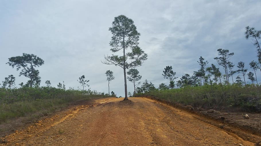tree, landscape, nature, sky, outdoors, grass, road, lone, pine HD wallpaper