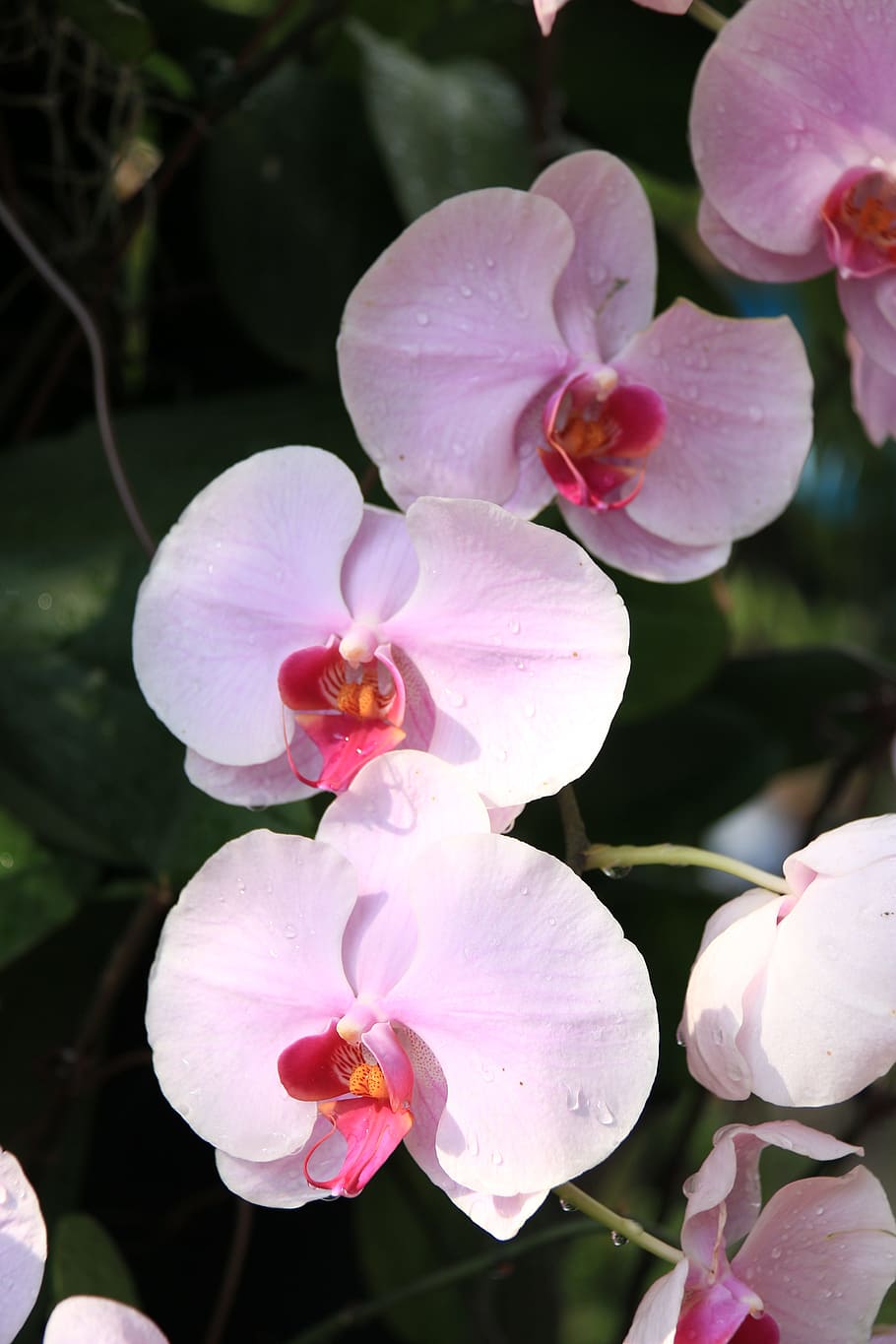 Орхидея белая с розовой серединкой название фото