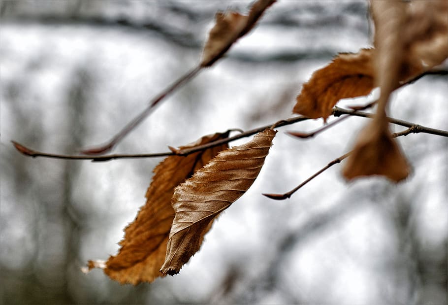 fall, leaf, nature, leaves, autumn leaf, tree leaf, plant part HD wallpaper