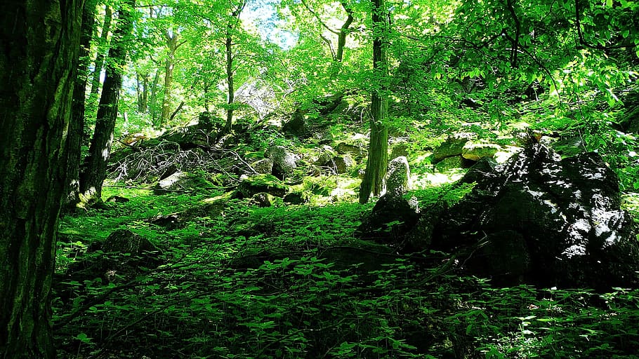 trees, vegetation, green, shrubs, branches, leaves, season HD wallpaper