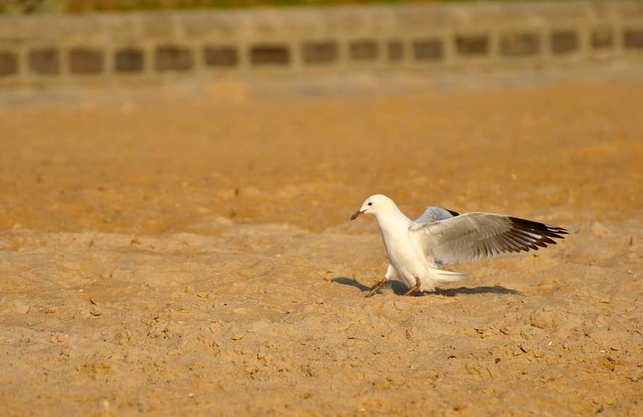 Bird, Beach, Creature, Flying, birds, sparrow, wings, white bird HD wallpaper