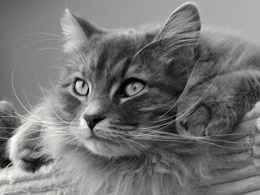 cat, siberian, tomcat, mammal, feline, domestic cat, pets, one animal HD wallpaper