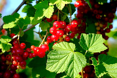 Currants, Berries, Red Currant, Fruit, fruits, soft fruit, gooseberry greenhouse HD wallpaper